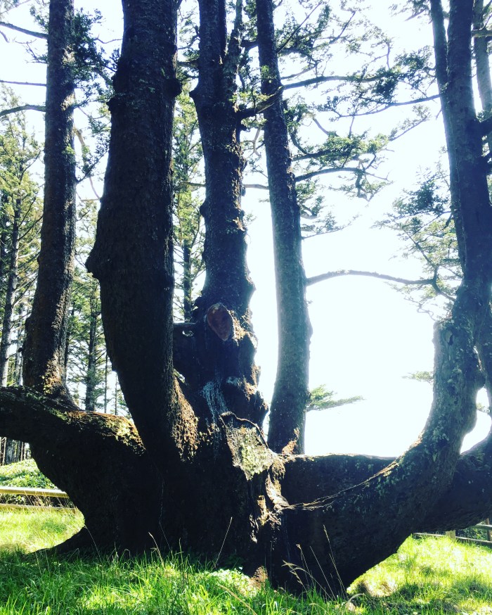 Photo of a Sitka spruce that's 250 years old and has many large trunks growing from a single root system. Located a short hike from the parking lot at Cape Meares State Scenic Viewpoint on the coast.