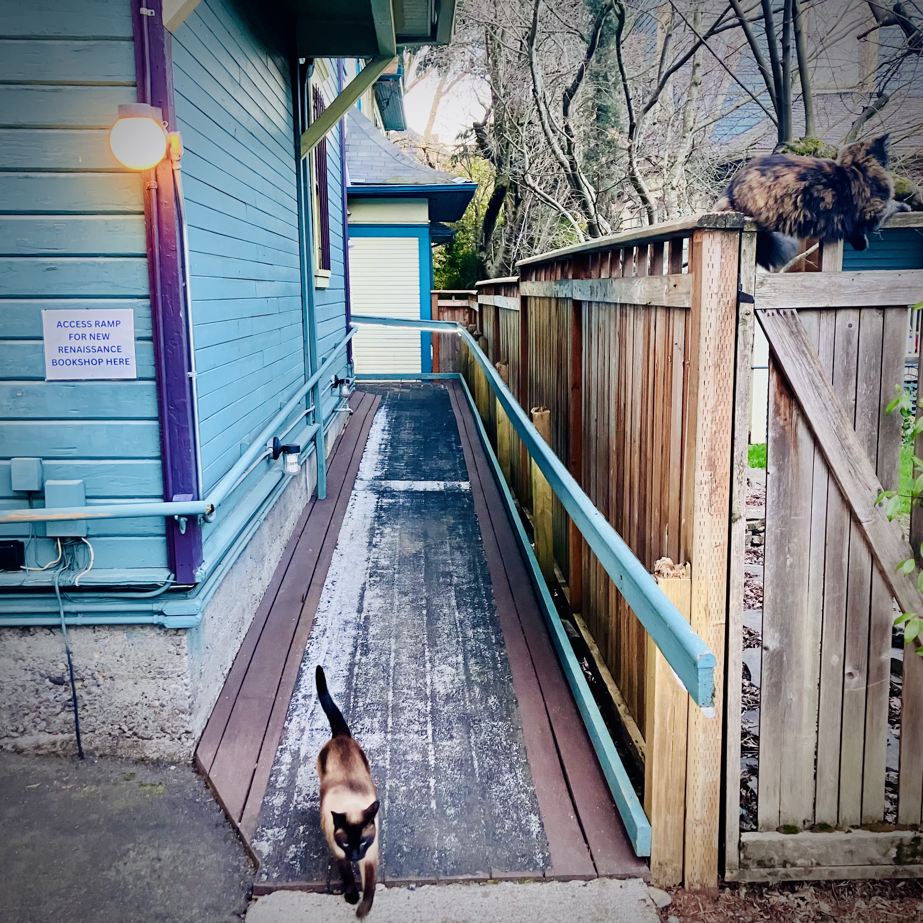 The wooden access ramp running along the side of New Renaissance Bookshop's teal building, with a sign reading Access Ramp for New Renaissance Bookshop Here. A Siamese cat walks down the ramp and a tortoiseshell cat sits on the fence above.